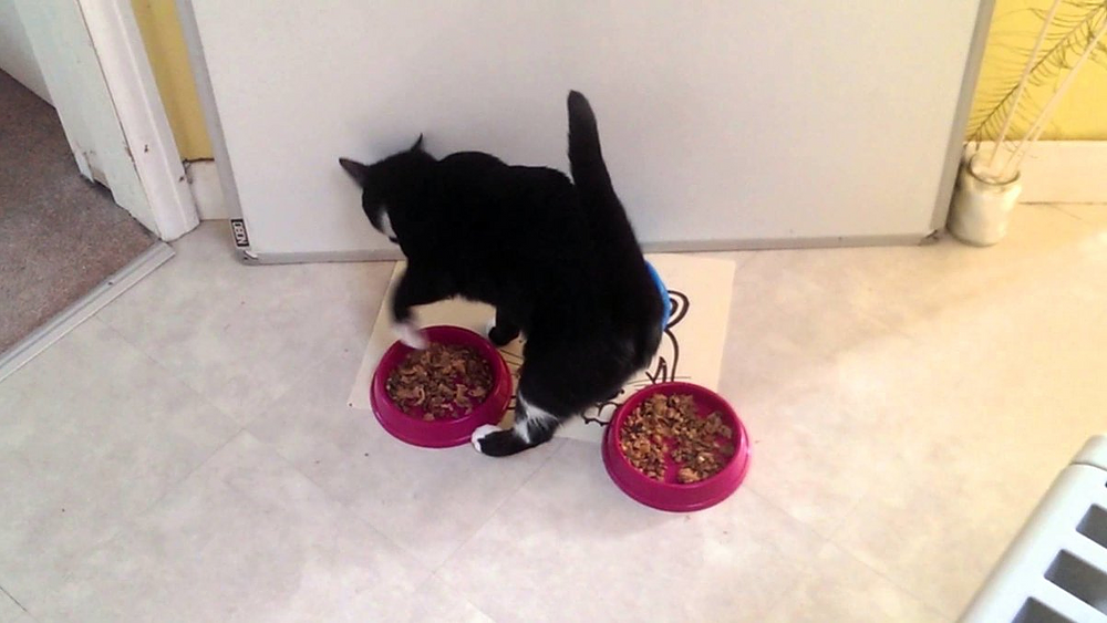 Кошка закапывает еду что это значит, кот копает возле миски