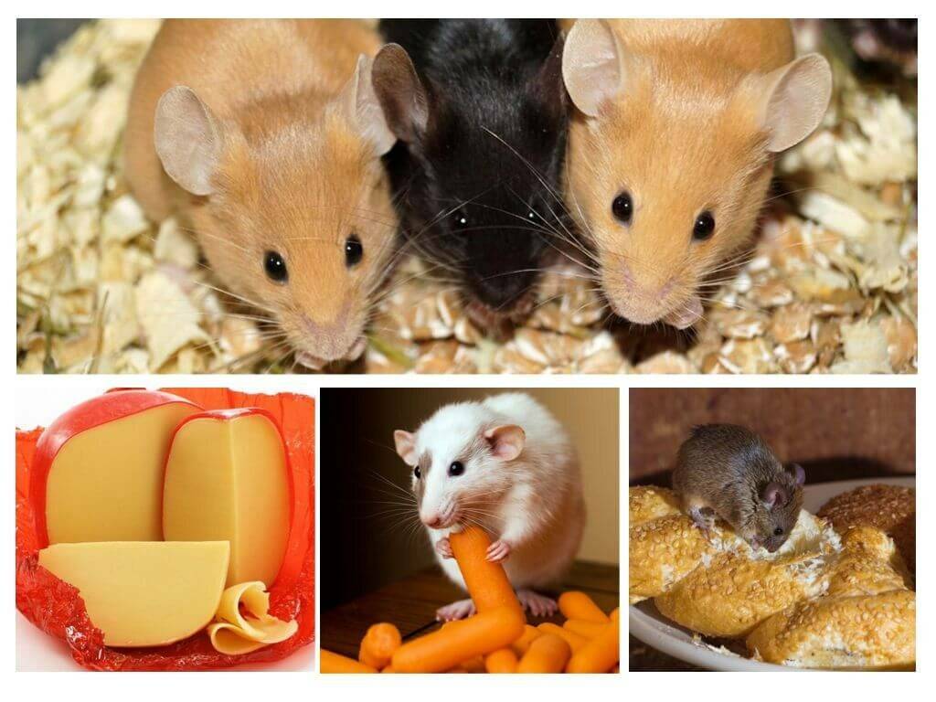 Чем кормить грызунов? подробный гайд по кормлению крыс, мышей, хомячков и морских свинок - интернет зоомагазин зоосити - zoo61 - страница статьи