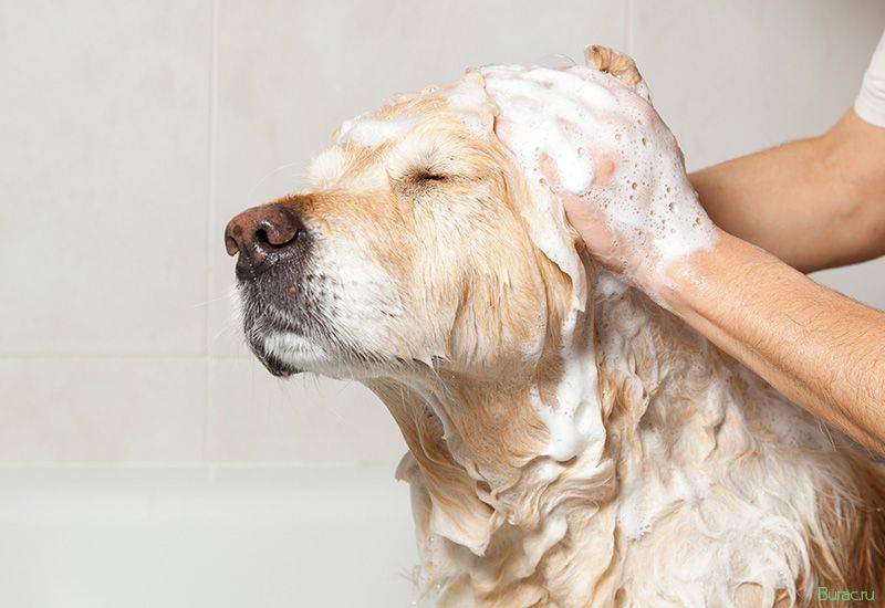 ᐉ как избавиться от запаха псины у собаки, вонючий пес - zoomanji.ru