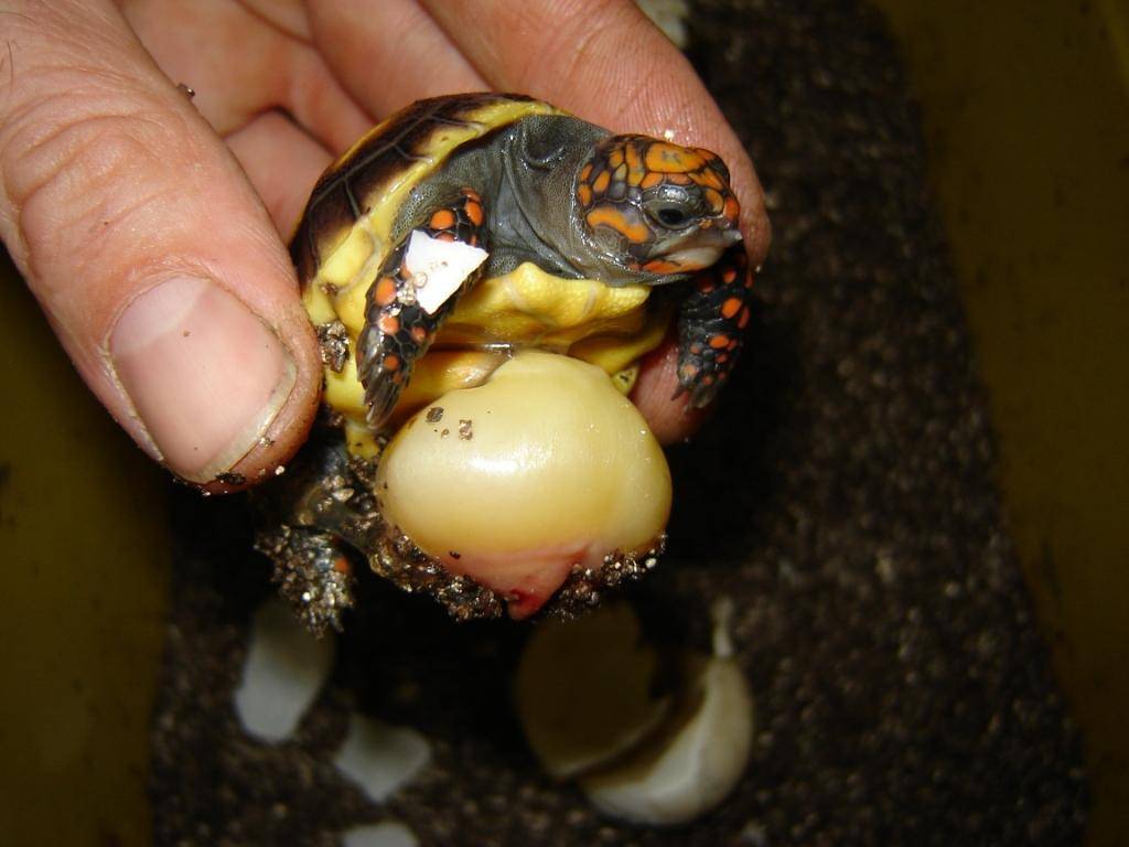 Красноухая черепаха в домашних условиях: как ухаживать, питание, размножение