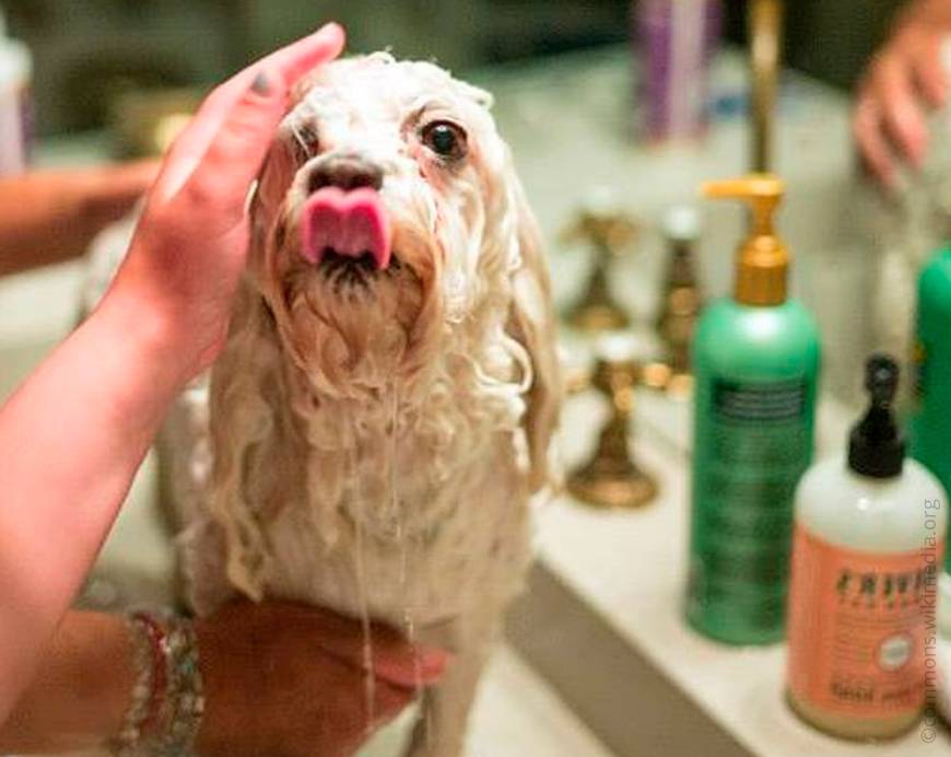 Можно ли мыть собаку человеческим шампунем? | все о собаках