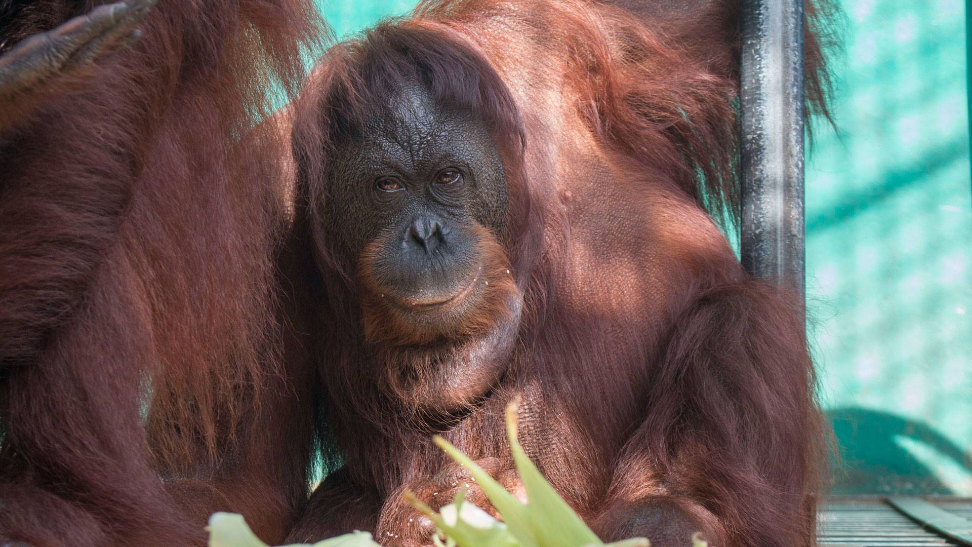 Орангутан – самая крупная древесная обезьяна