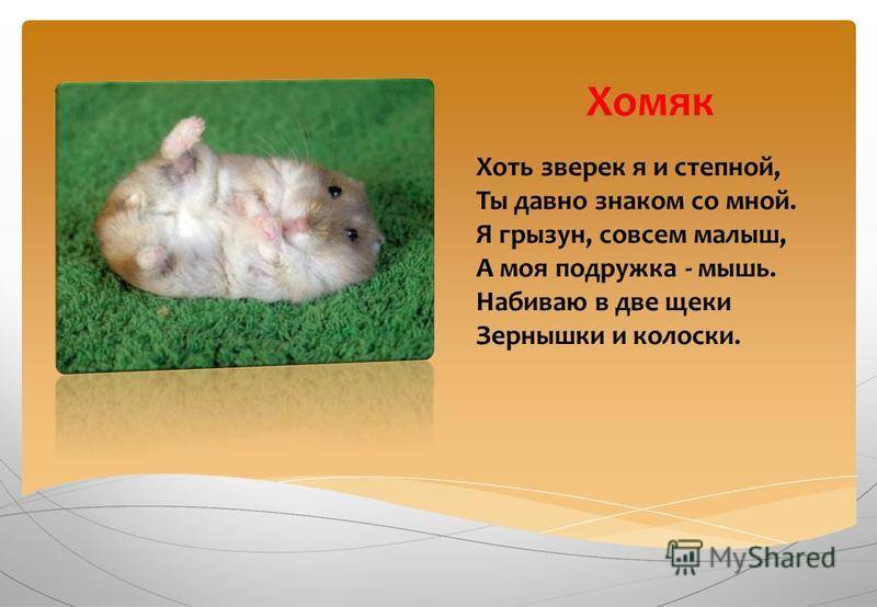 ᐉ сколько хомяк может прожить без еды и воды, можно ли оставлять его одного в домашних условиях - zoopalitra-spb.ru