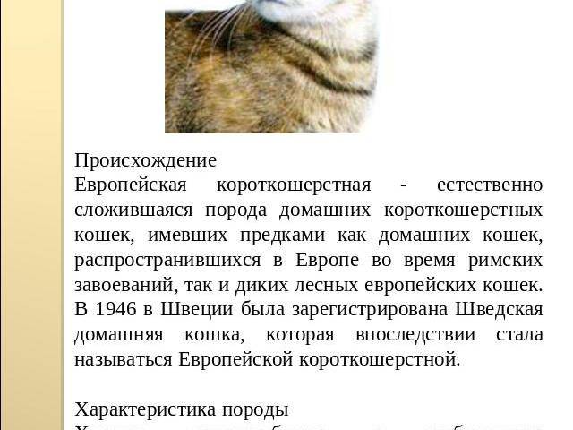 Европейская короткошерстная кошка: описание породы, 15 фото