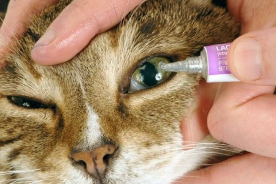 Как вылечить конъюнктивит у кошки?