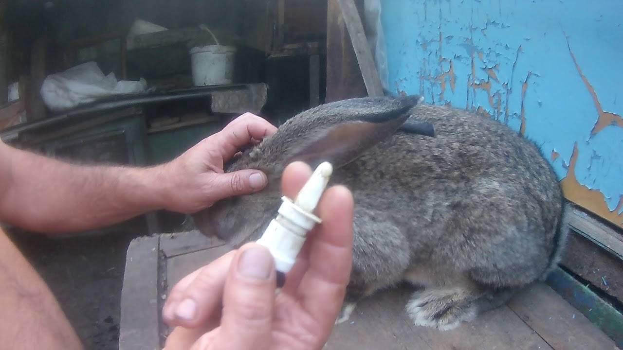 Лечение ушного клеща у кроликов: причины заболевания, симптомы