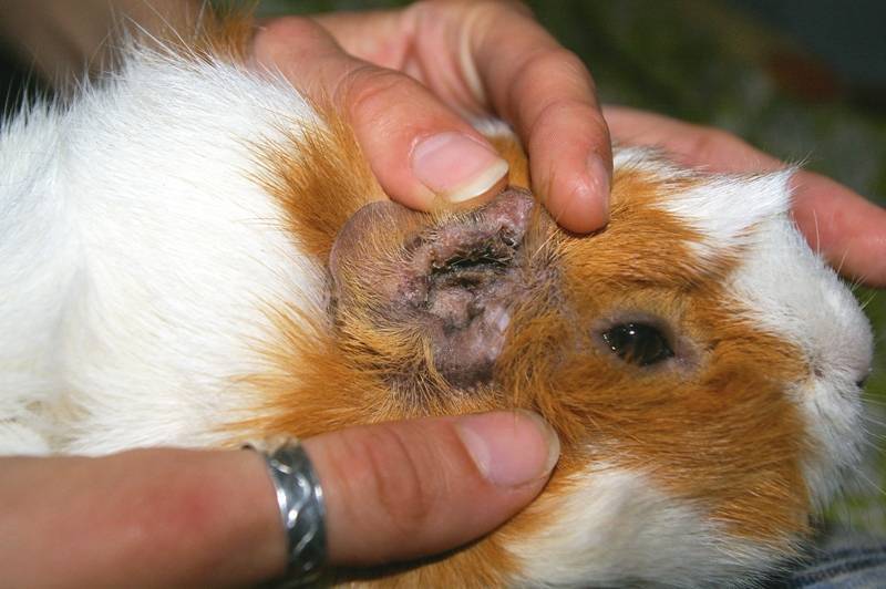 Лечение абсцессов и опухолей у морских свинок | блог ветклиники "беланта"