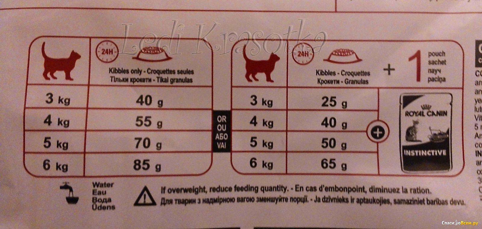 Сколько раз в день нужно кормить котенка и взрослую кошку и как давать корм: таблица суточной нормы питания в граммах
