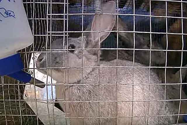 Понос у кролика: причины, симптомы, что делать?