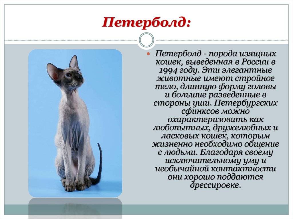 Кошка с кисточками на ушах: примеры домашних пород