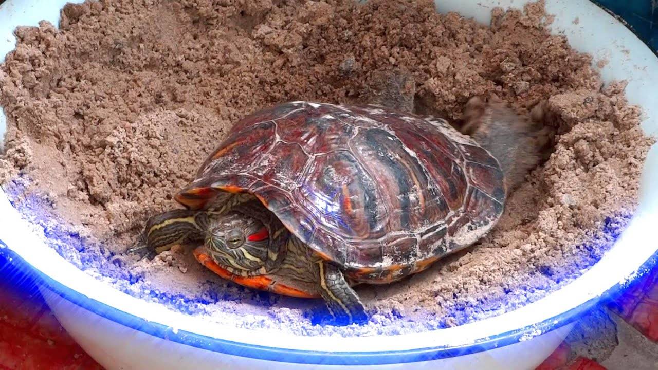 Как размножаются красноухие черепахи в природе и домашних условиях