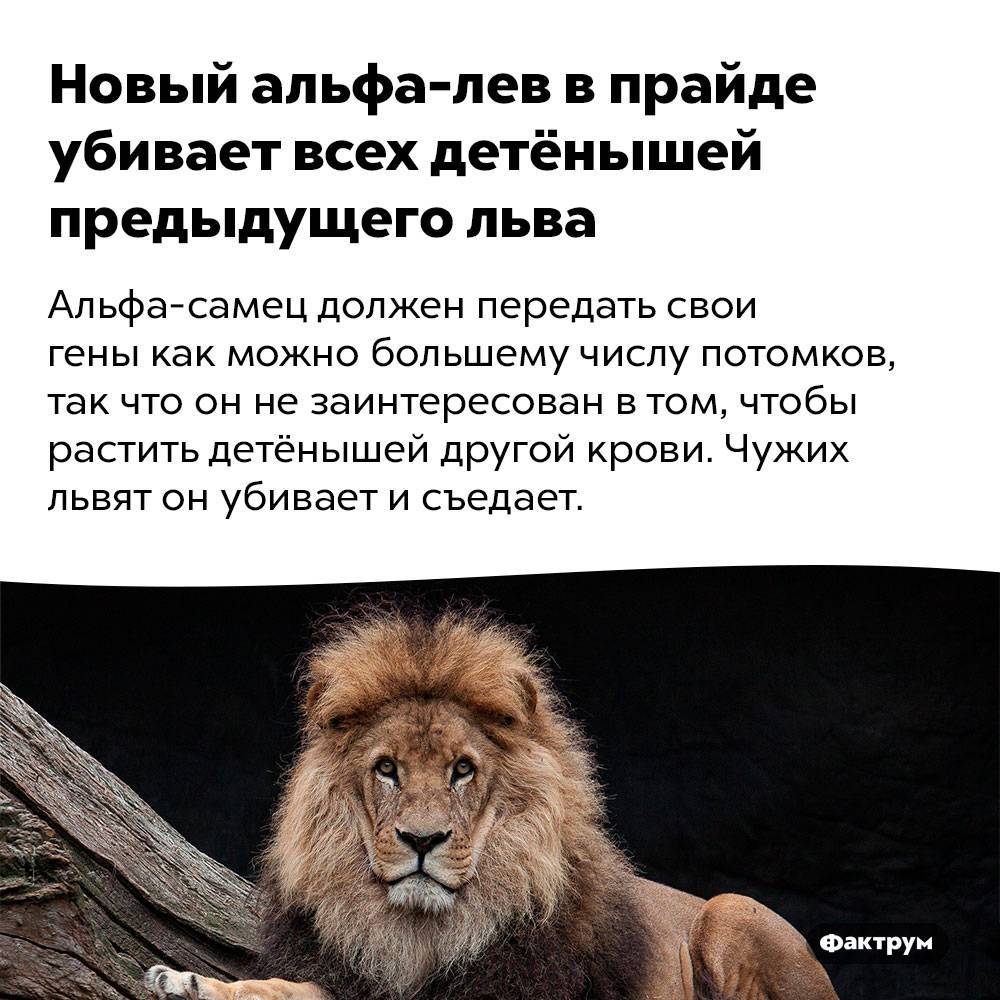 25 интересных фактов о львах