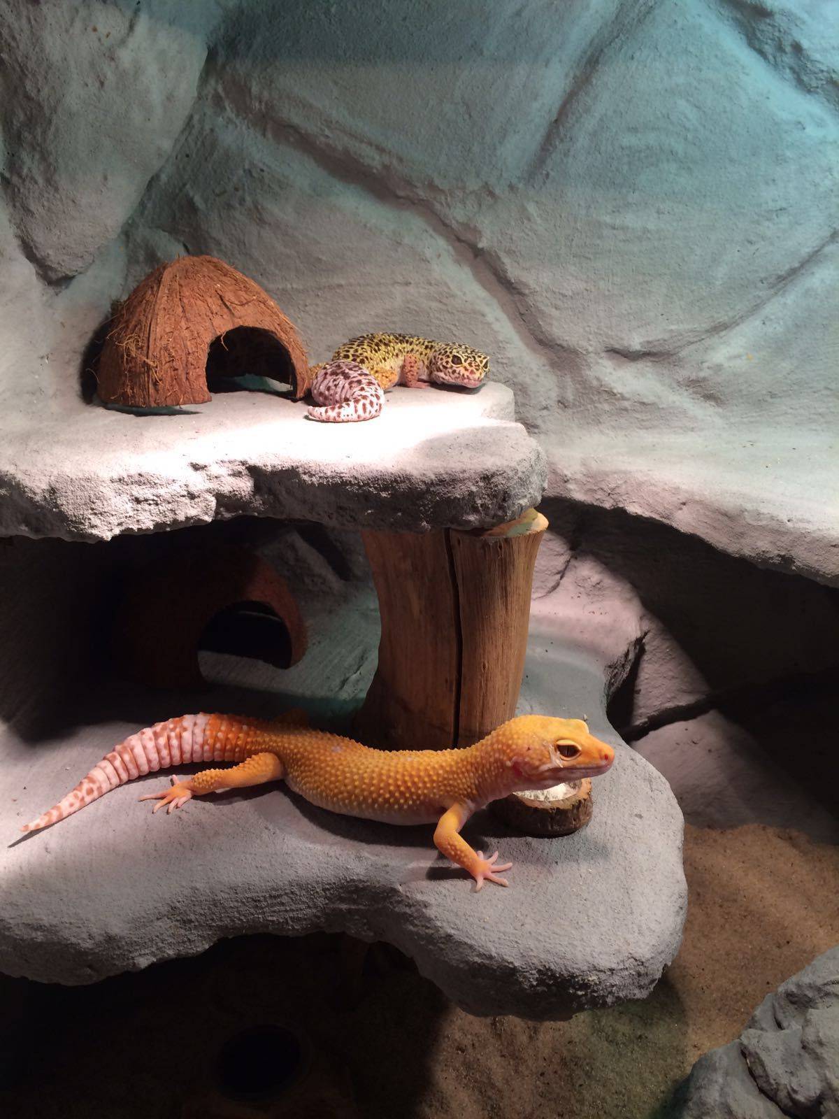 Геккон (фото): ящерица с фантастическими способностями