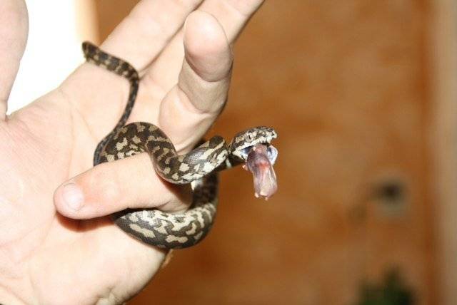 Размножение змей – физиология, спаривание, вынашивание