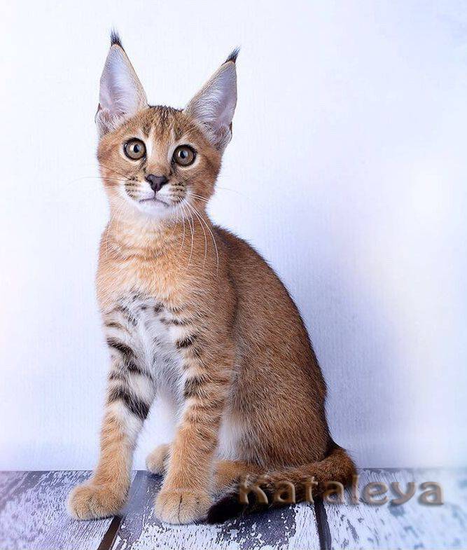 ᐉ 6 пород домашних кошек, похожих на рысь: фото и описание - kcc-zoo.ru