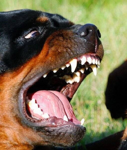 Какая самая большая сила укуса у собак: породы с мощными челюстями