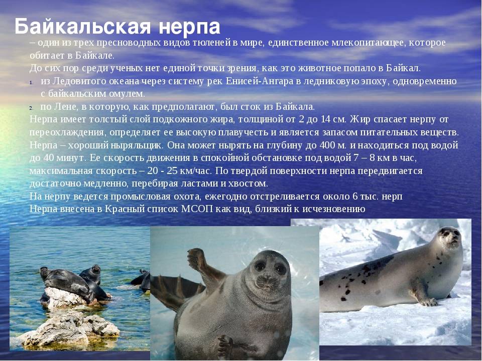 Каспийский тюлень википедия