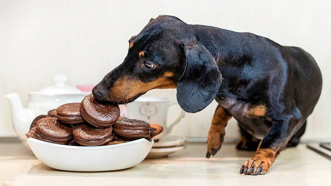 Почему собакам нельзя шоколад – что делать при отравлении, сколько выводится, смертельная доза