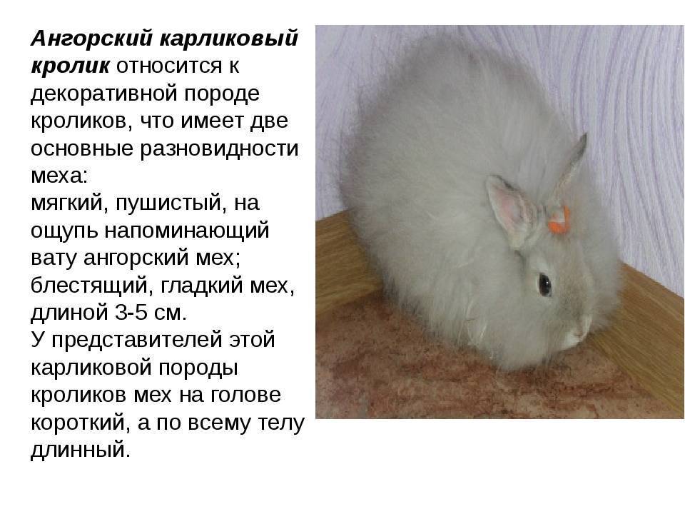 Лисий карликовый кролик: особенности породы и содержания
