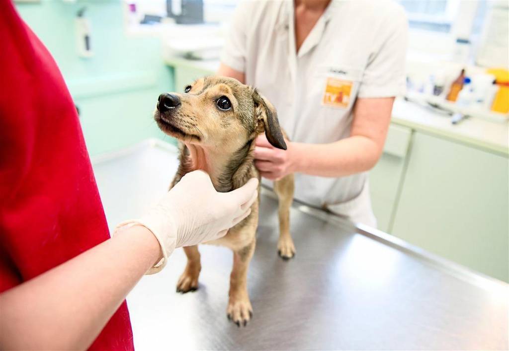 Стерилизация собак: подготовка к операции, уход после, плюсы и минусы