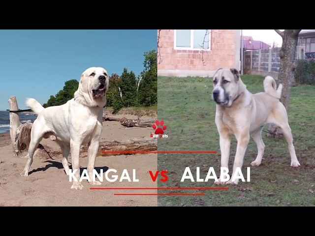 Собака кангал — описание породы, особенности дрессуры и ухода за собакой (145 фото)