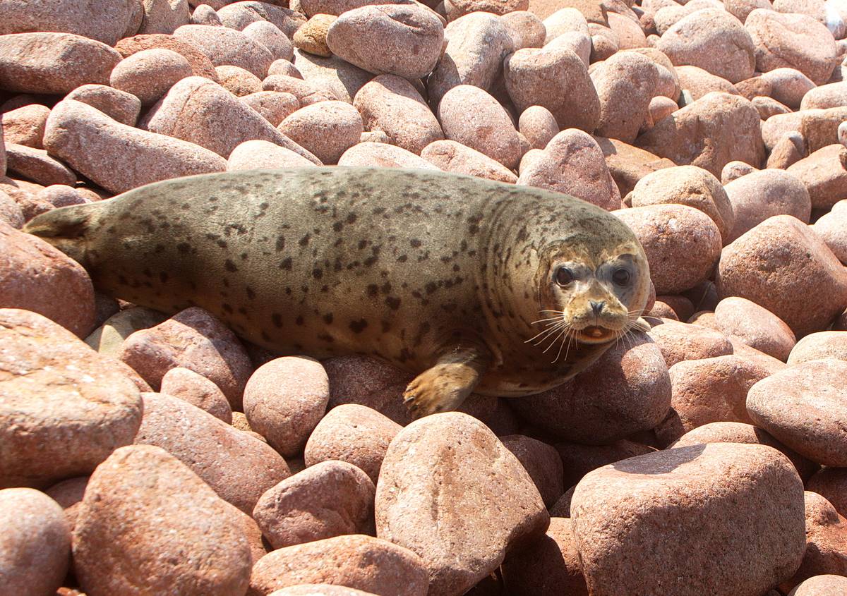 Виды тюленей, фото и названия :: syl.ru