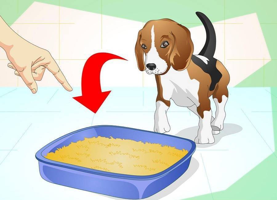 Как приучить щенка к пеленке