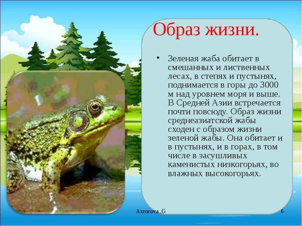 Зеленая жаба: описание, места обитания, образ жизни