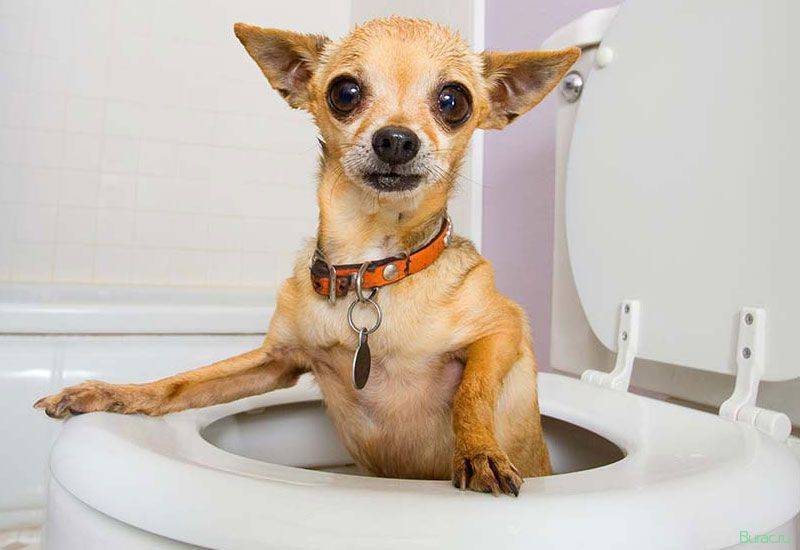 Почему собака не ходит в туалет | hill's pet
