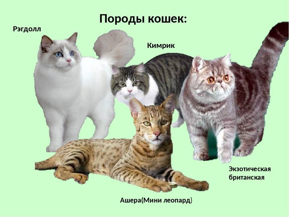 Анатолийская кошка — описание пород котов