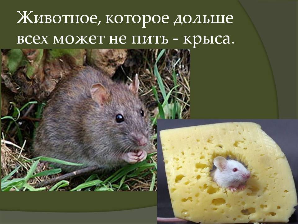 Умные крысы: насколько они умны, почему такие понятливые декоративные питомцы, что умеют делать животные