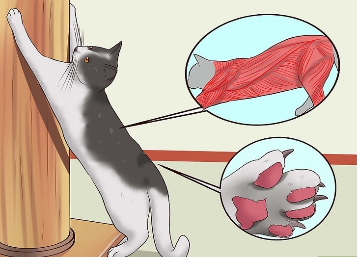 Что делать если кошка дерет обои