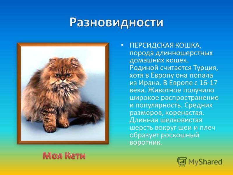 Сколько живут персидские коты - зоо мир