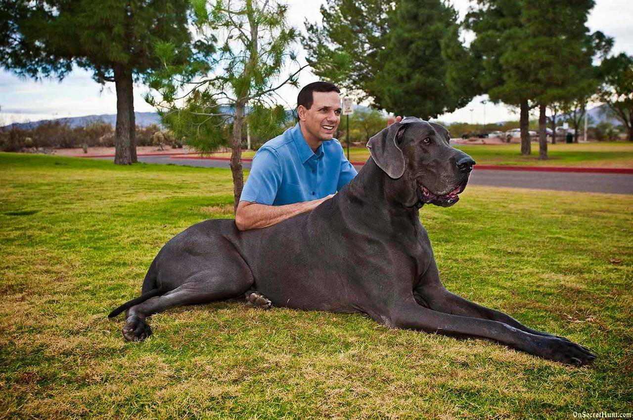 Топ-20 самых больших собак в мире