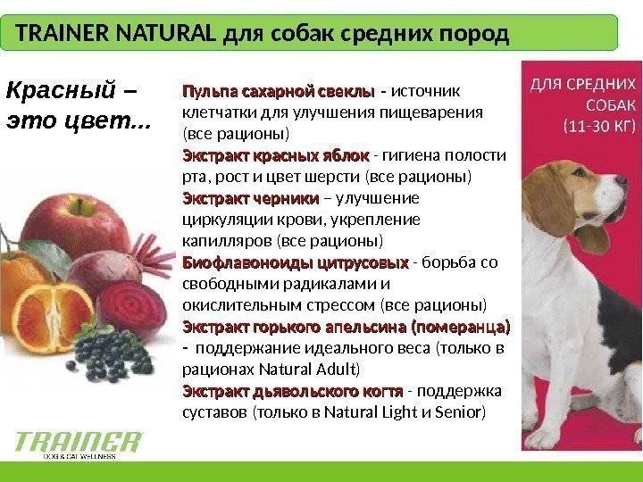 Разрешается ли давать собаке кушать арбузы: запреты по породам питомцев