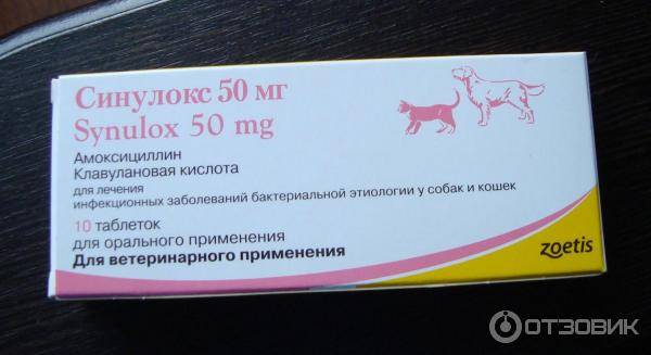 Амоксициллин для кошек: инструкция по применению раствора для уколов и таблеток, дозировка