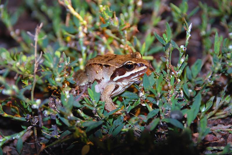 Остромордая лягушка – она же болотная