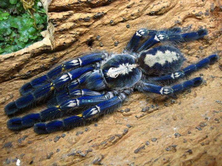Синий паук птицеед: экзотический древесный представитель