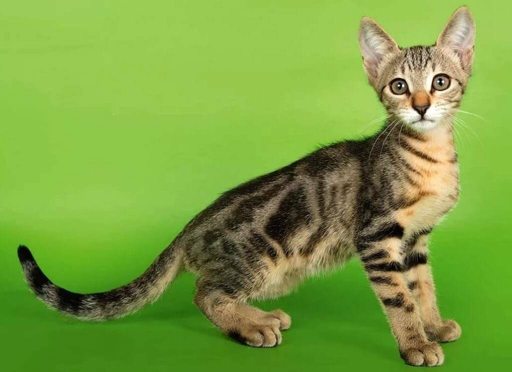 Порода кот тигрового окраса - описание и характер