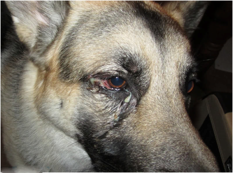 Почему слезятся глаза у собаки? - статьи о ветеринарии «свой доктор»