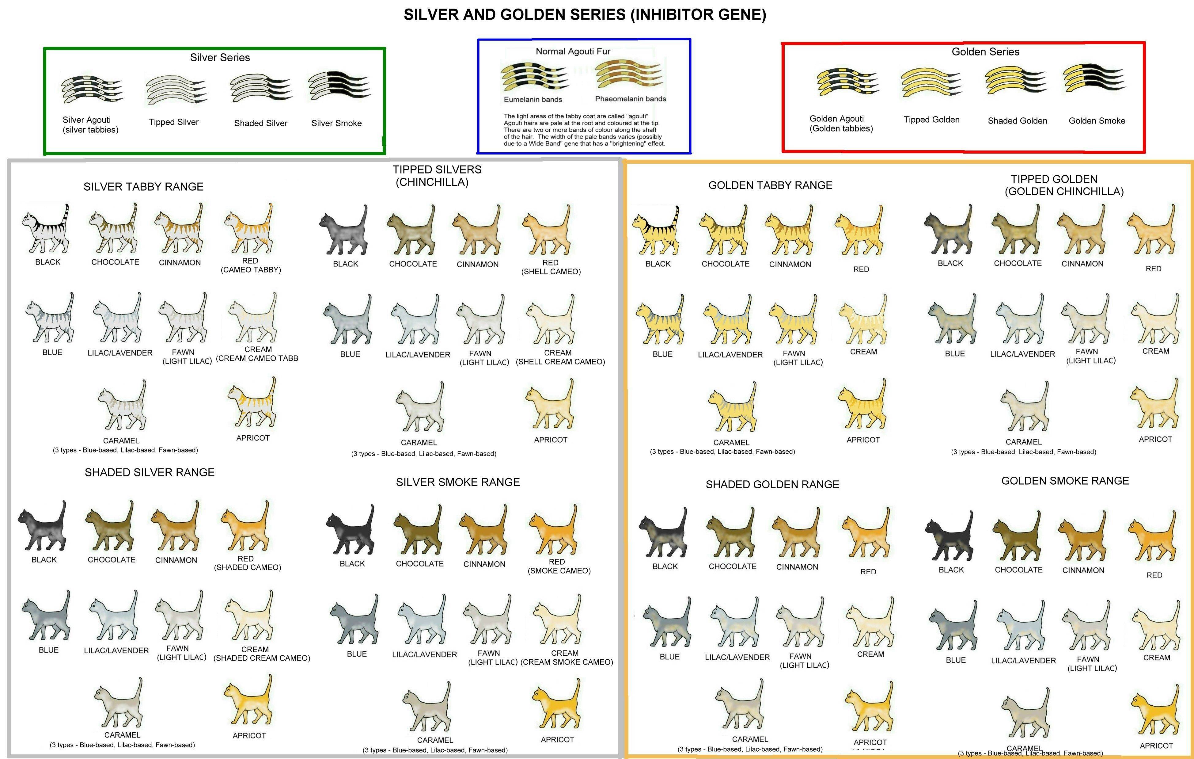 Полосатый котенок - фото, описание и название породы