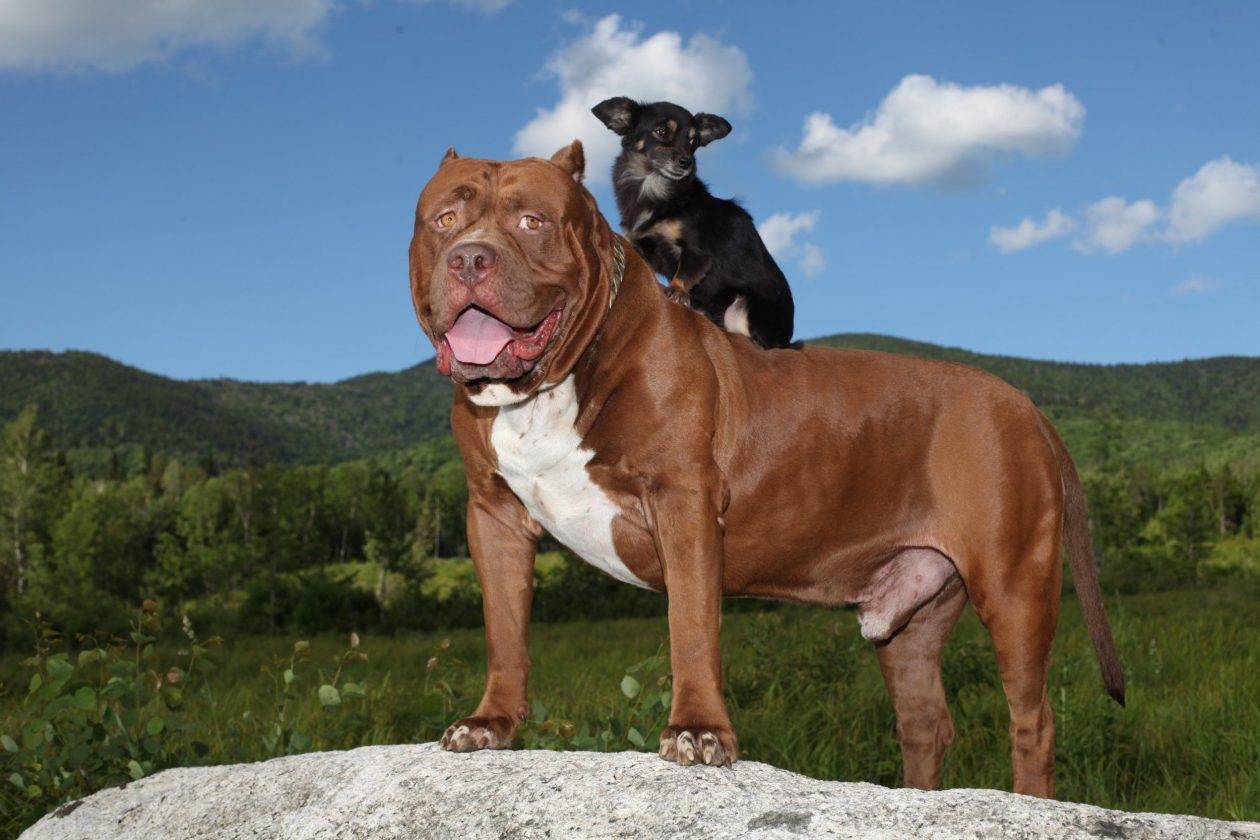 Самые злые собаки в мире — топ-10 агрессивных пород с фото