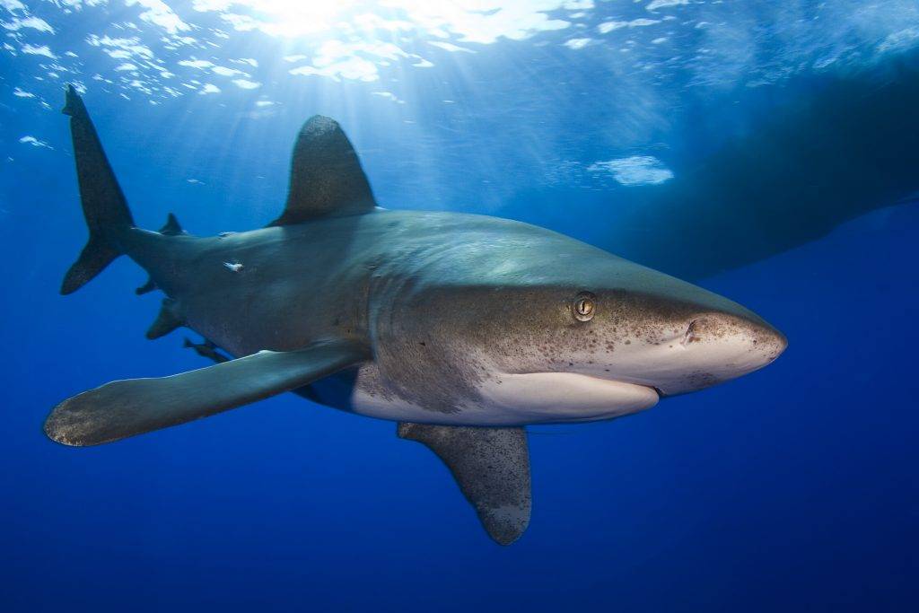 Виды акул. описание, названия и особенности акул