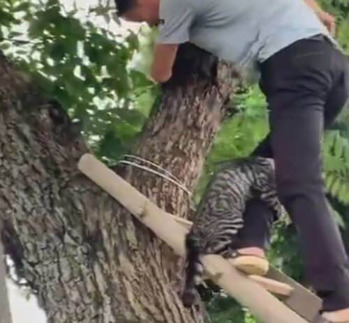 Как снять кошку с дерева?