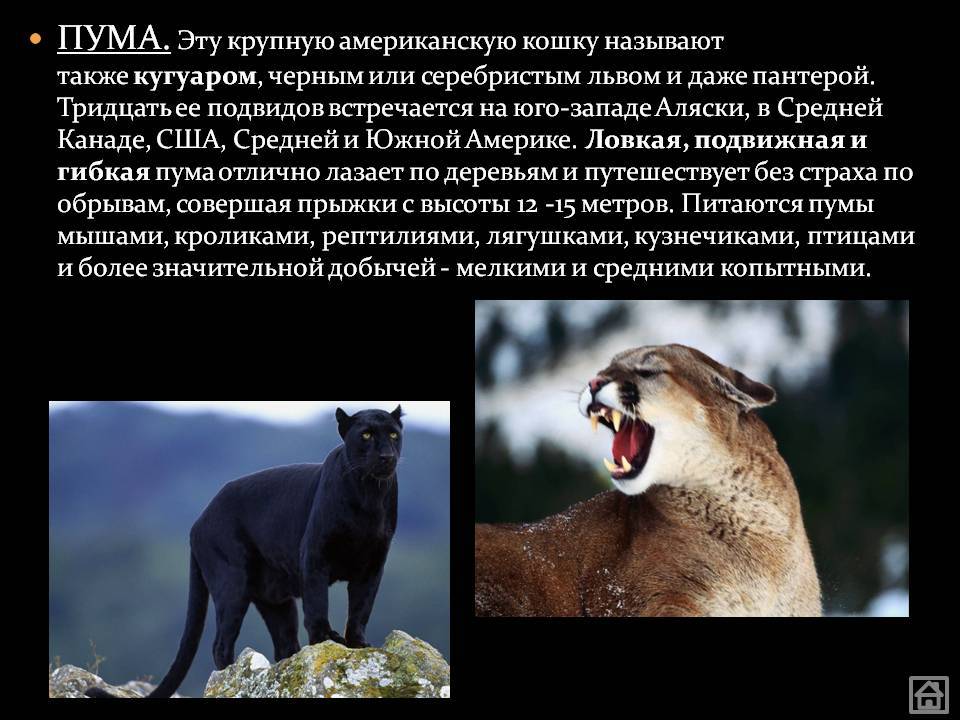 Пума - животное из семейства кошачьих. описание, фото