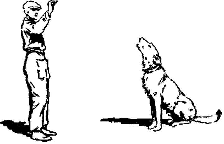 Дрессировка собак - как научить собаку выполнять команды | блог о домашних животных