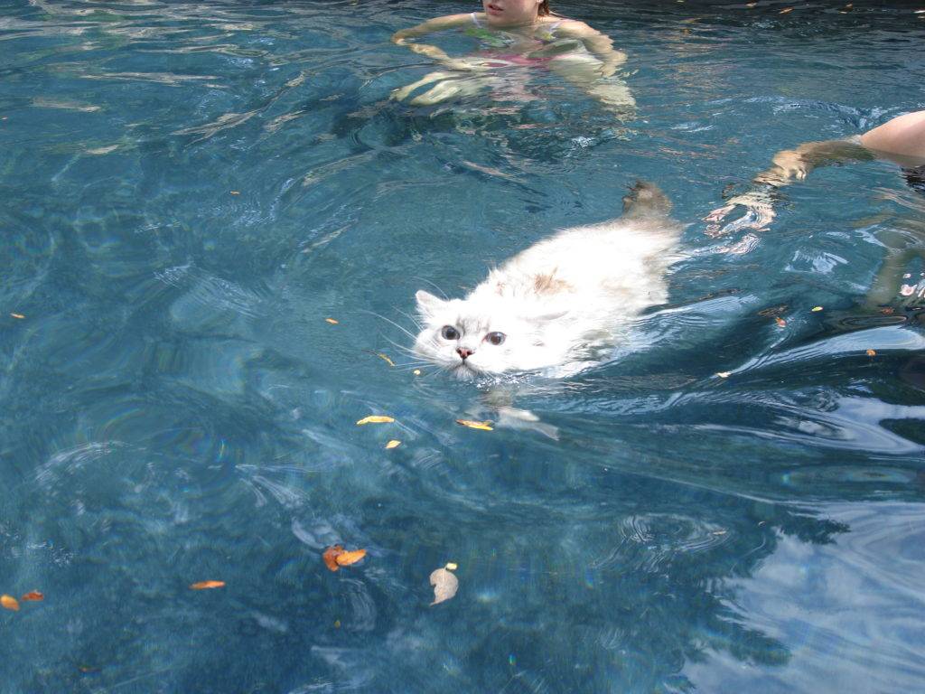 Как приучить кота к купанию