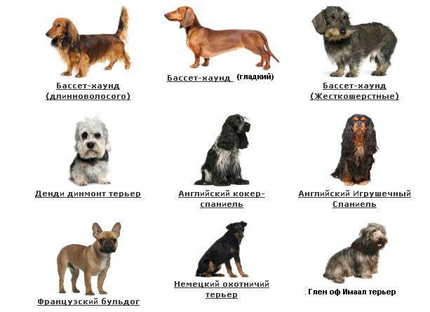 Топ самых маленьких карликовых собак с фотографиями и названиями, рейтинг по популярности — женские советы
