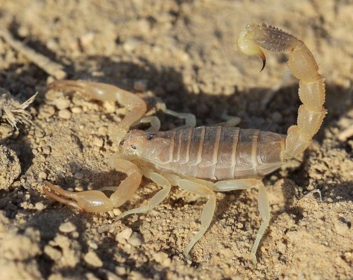 10 невероятных фактов о скорпионах