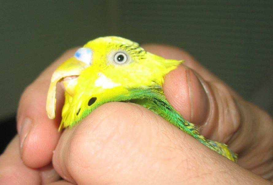 Почему и что делать, если у волнистого попугая вырос клюв длинный?